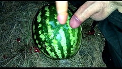 I found a WATERMELON in the forest and fucked it with two members / Male orgasm / Russian dirty talk Thumb